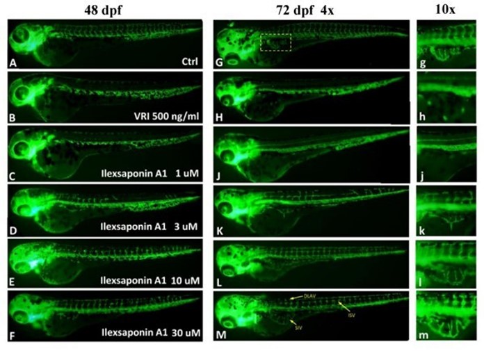 Figure 4 Ilexsaponin a natural product whicGeorge Pak Heng Leun