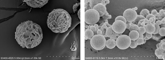 Scanning electron microscopic image of inhalable dry powder of siRNA prepared by spray drying and spray freeze drying. Left: spray freeze dried powder; Right: Spray dried powder