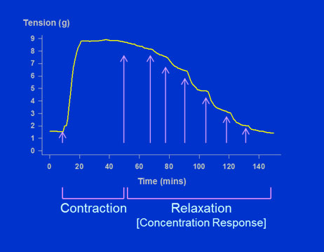 A typical tracing of the changes in isometric tension of an isolated blood vessel ring to increasing concentrations of a relaxing agent